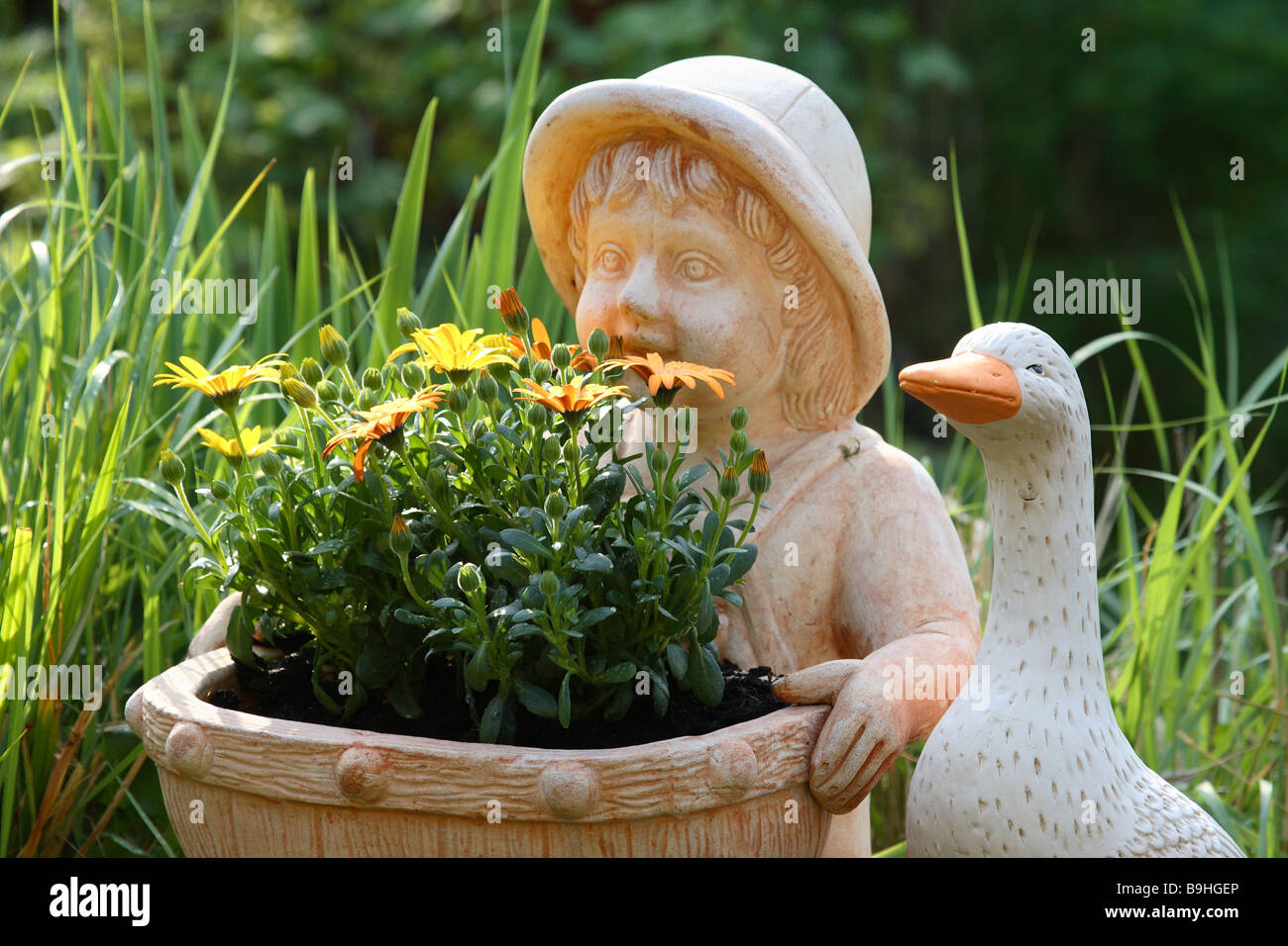 Garten-Figur Pflanzen Kap-Daisy Osteospermum Hybride 'orange' - Pflanze Blume Blumendekoration dekorativ Figur Figuren Gans Stockfoto