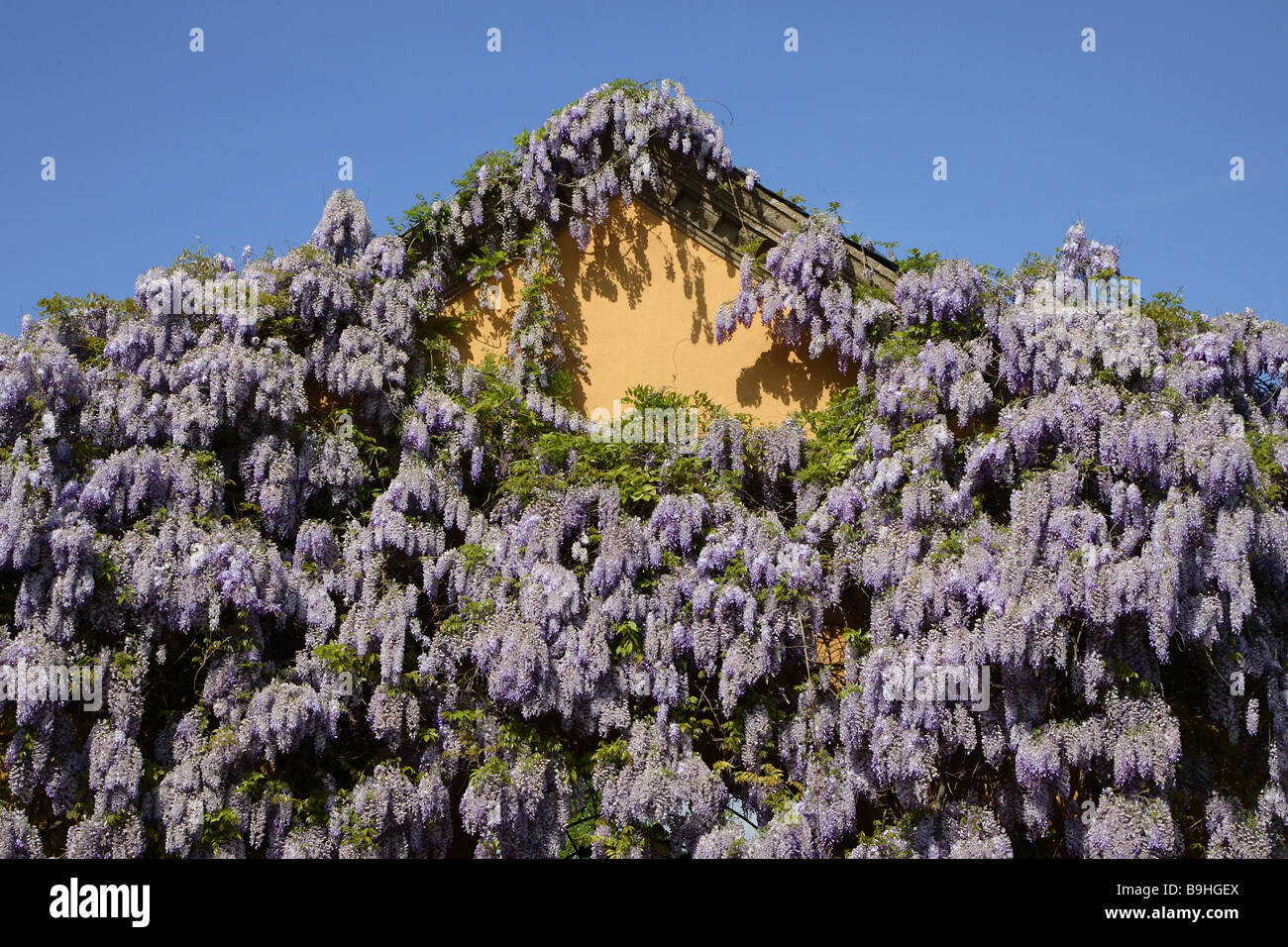 wisteria hanging flowers 12 Pack Hanging Wisteria Vines Silk Flower Stem  Pink