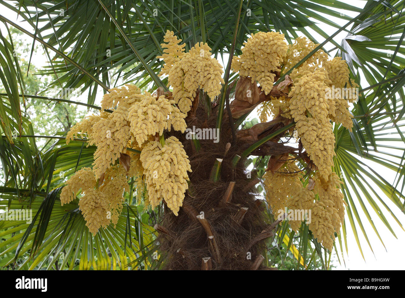 Hanf Palme Bluht Stockfotografie Alamy