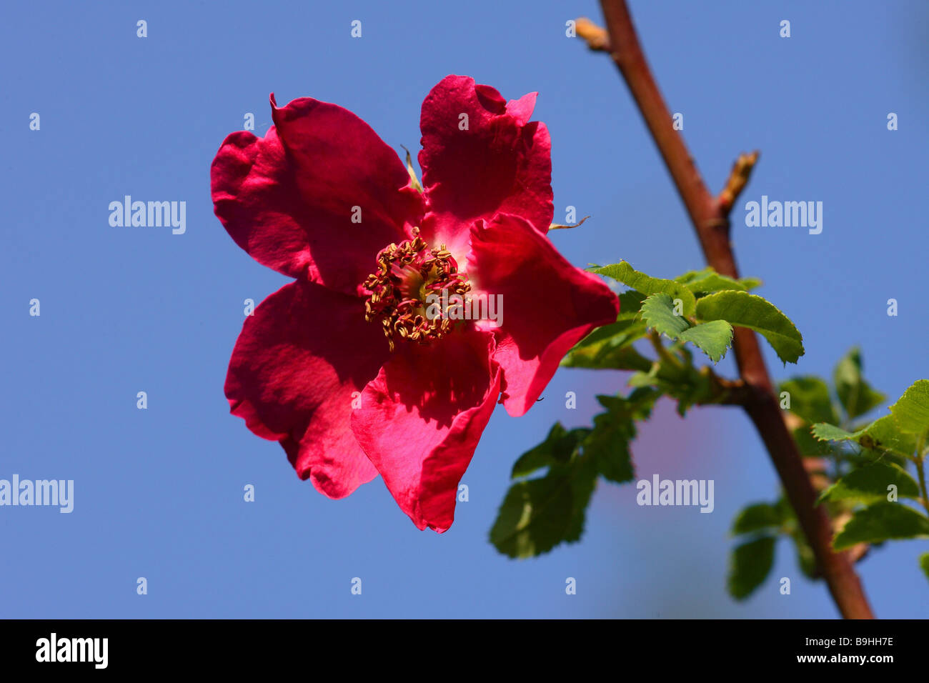 Mandarin-Rose Rosa Moyesii Zweig Blüte Nahaufnahme Stockfoto