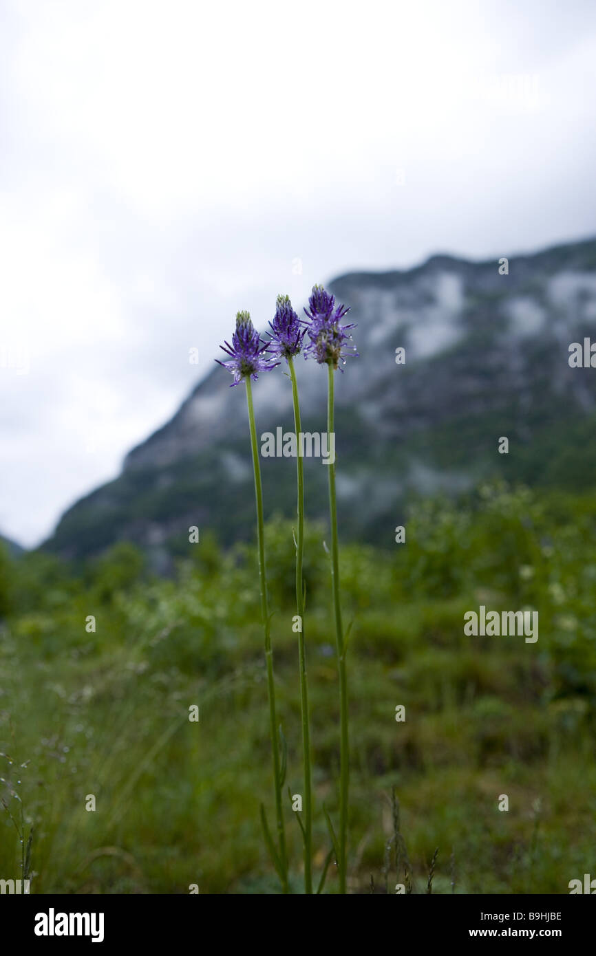 Schweiz Tessin Valle Verzasca Frasco Alpine Blumen-Teufelskralle Phyteuma  Betonicifolium Alpen Alpenblume Alpenblumen Stockfotografie - Alamy