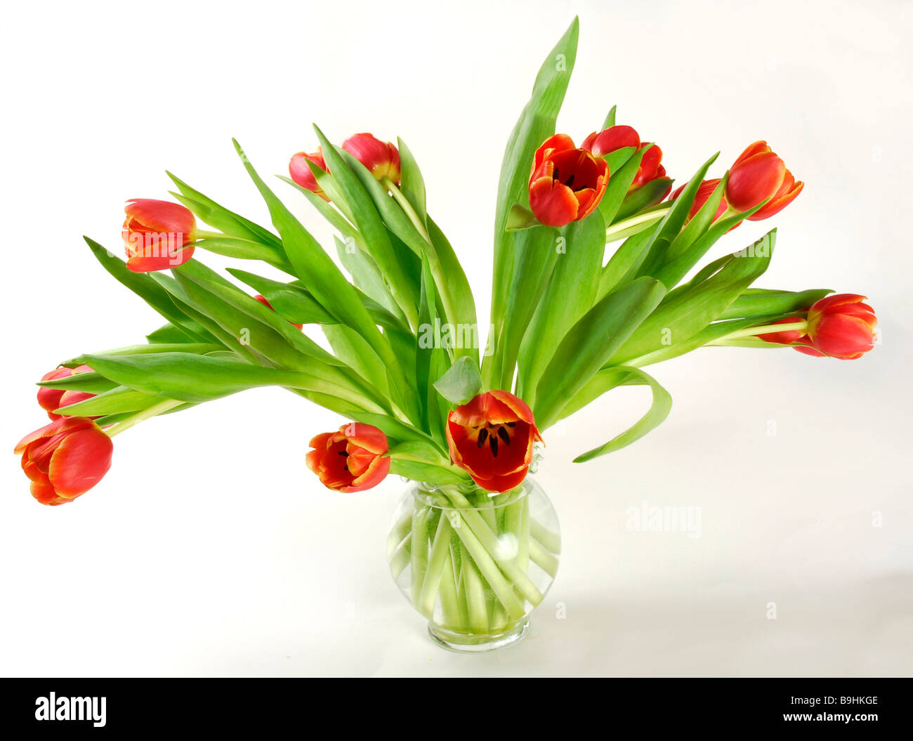 Reihe von Tulpen in einer vase Stockfoto
