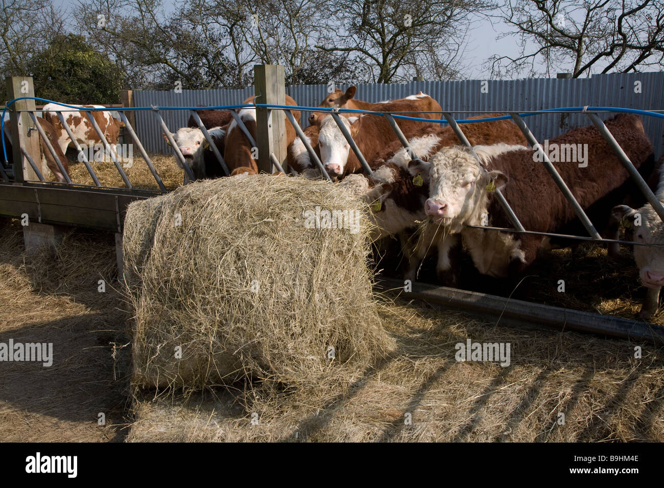 Stammbaum Hereford Ochsen Essen Heu Stockfoto