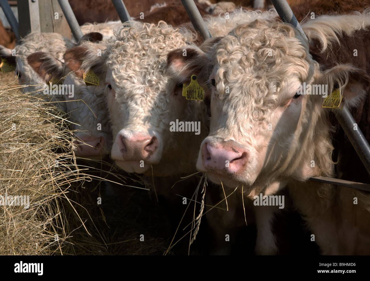 Stammbaum Hereford Ochsen Essen Heu Stockfoto