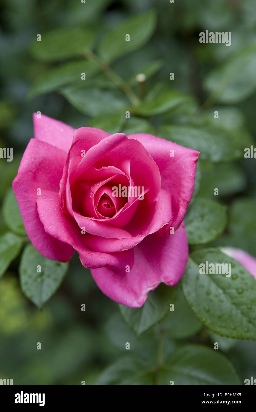 Rose Art "Lady Like" rote Blüte Nahaufnahme Stockfoto