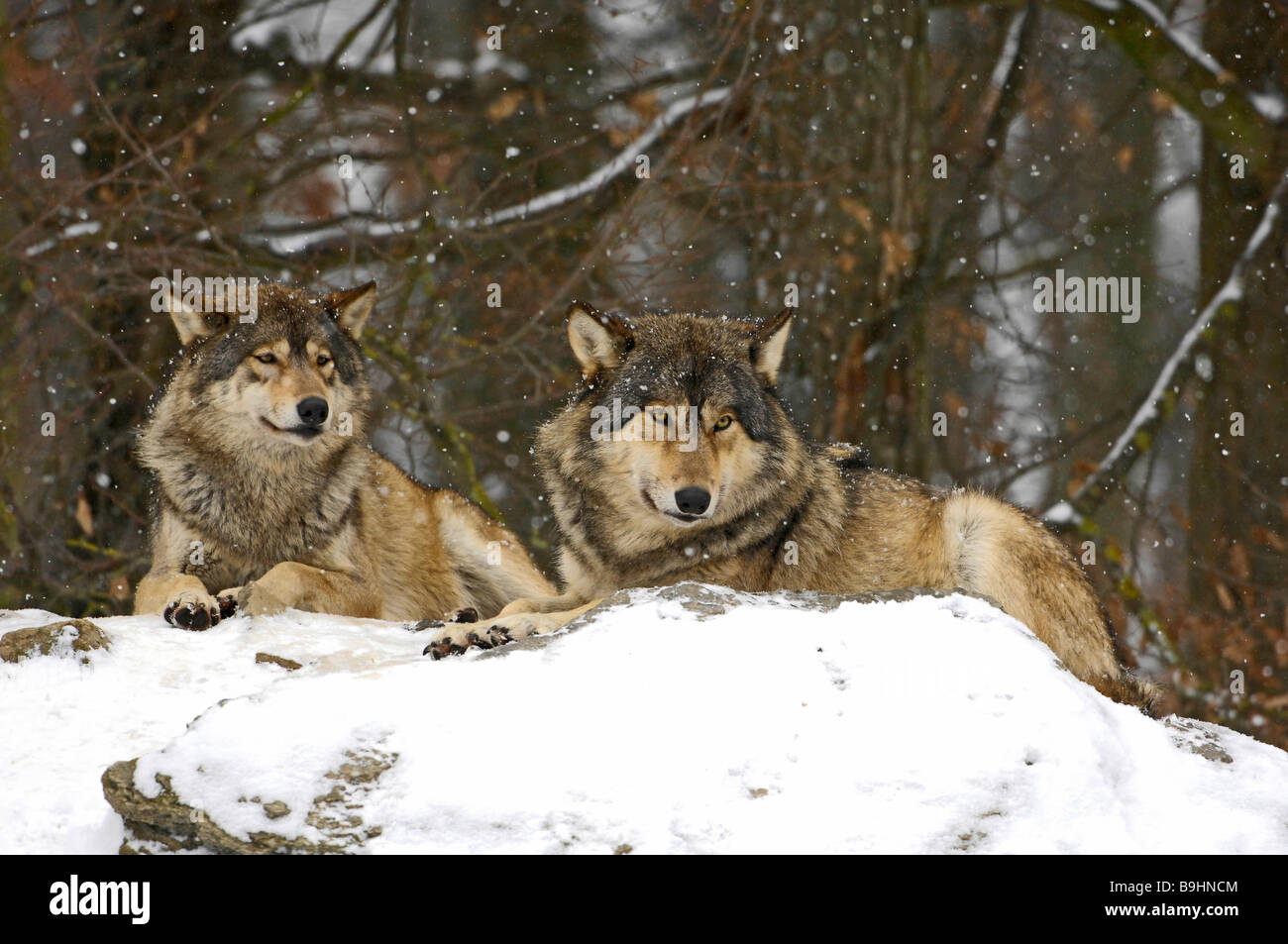 Mackenzie Tal Wölfe (Canis Lupus Occidentalis) im wehenden Schnee Stockfoto