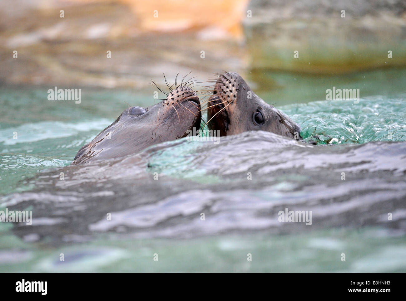 Kalifornien Seelöwen (Zalophus Californianus) spielen, Jungtiere, Ausschreibung Gruß Stockfoto