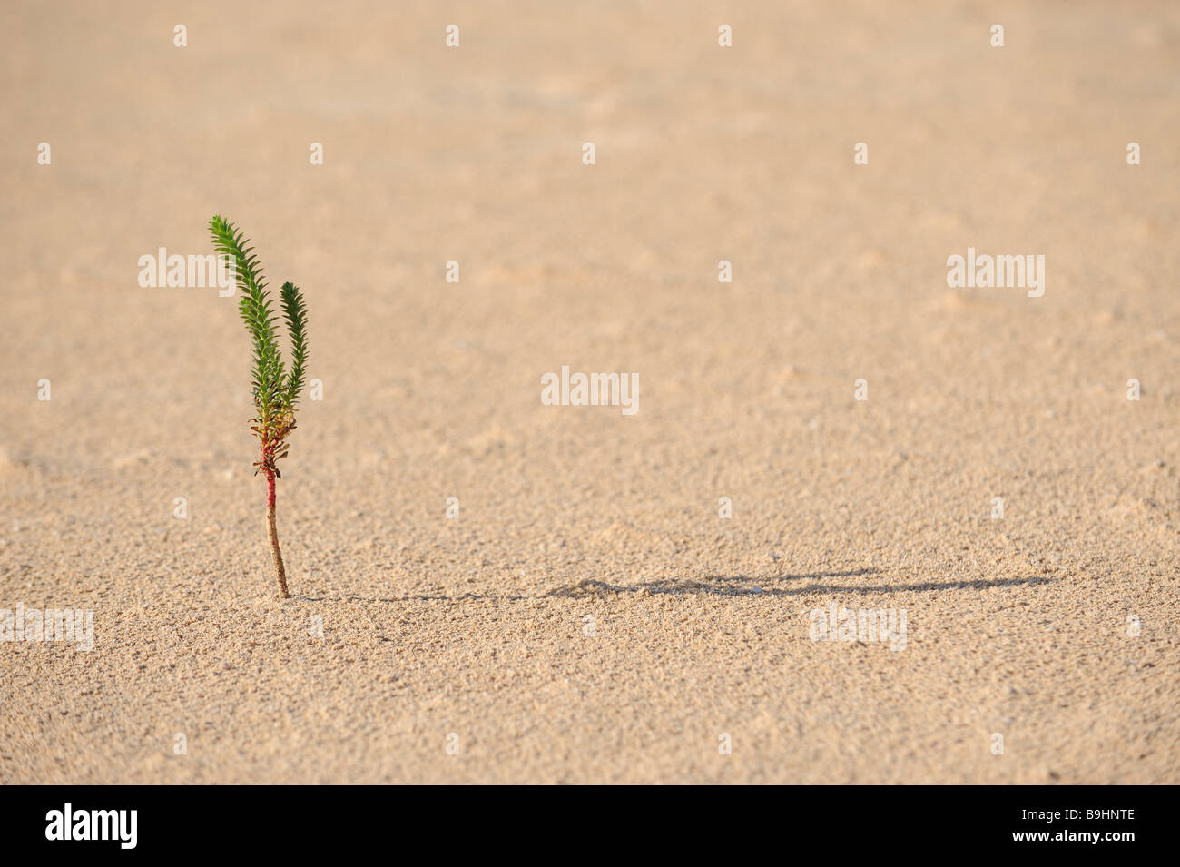 Restharrow (pfälz Matrix) in natürlichen Park Dünen von Corralejo, Fuerteventura, Kanarische Inseln, Spanien, Europa Stockfoto