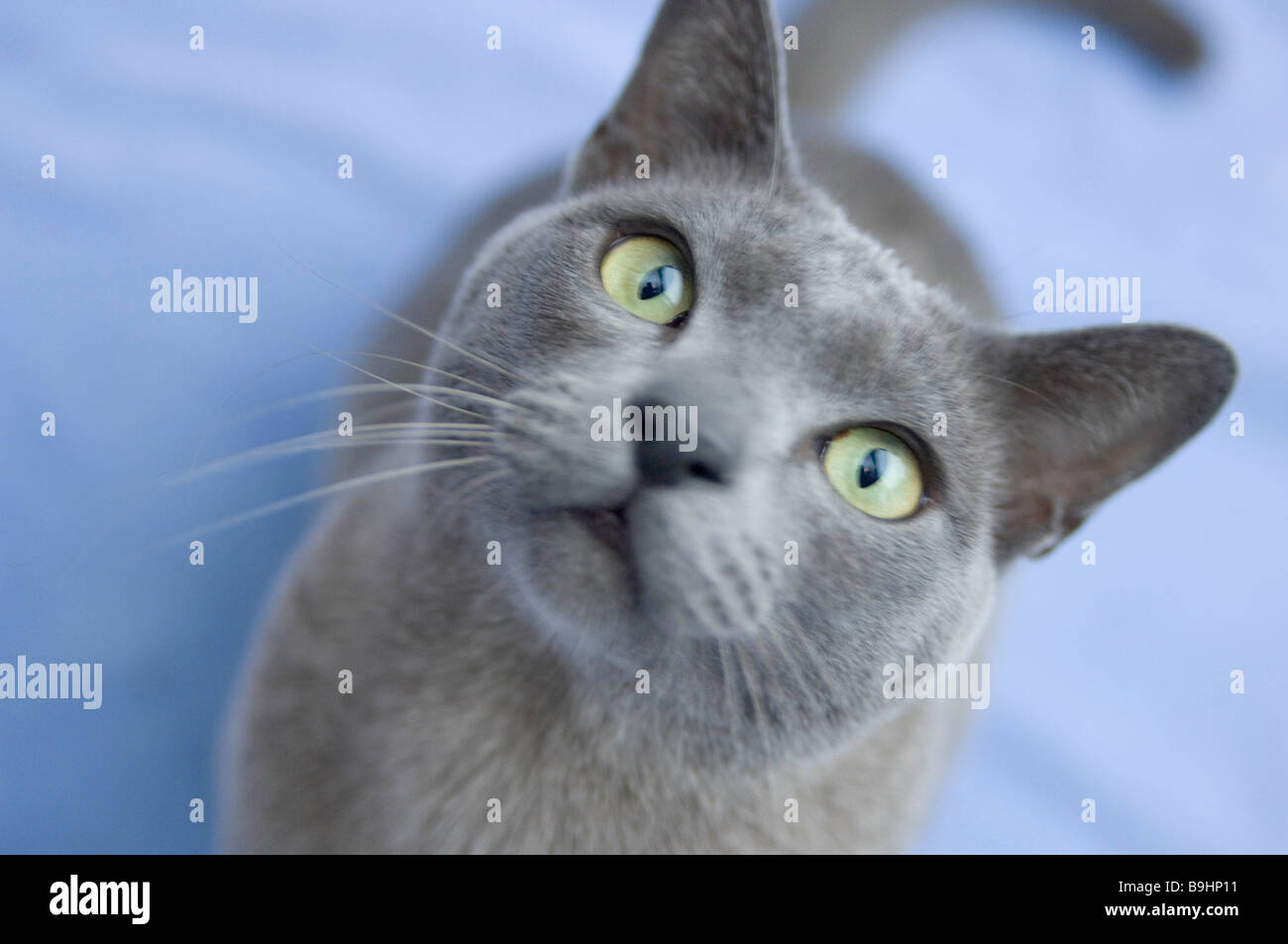 Birmanische Katze auf Kamera Stockfoto