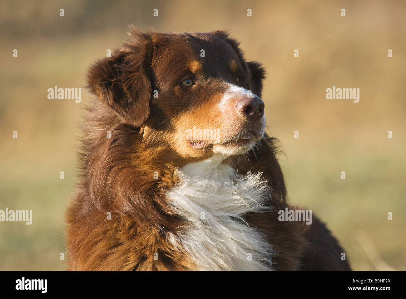Australian Shepherd Hunde - Porträt Stockfoto