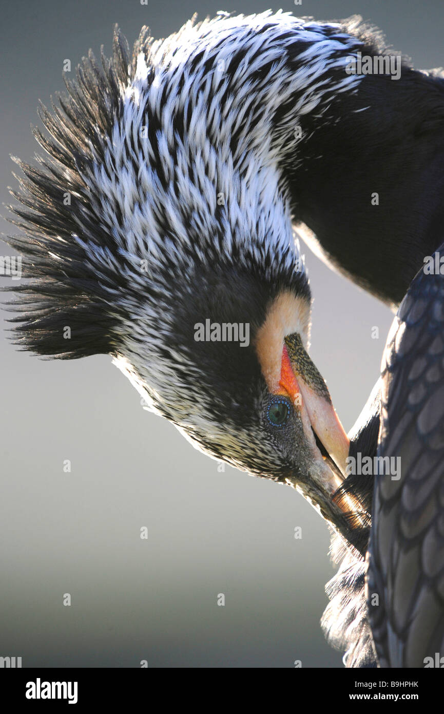 Kormoran (Phalacrocorax Carbo), sein Gefieder reinigen Stockfoto