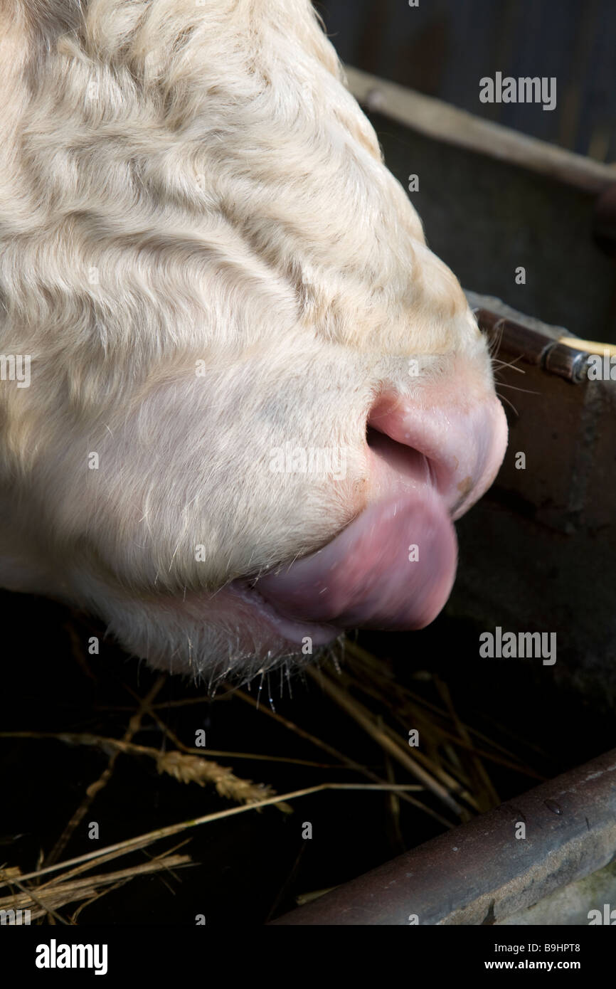 Stammbaum Hereford Bullock lecken Lippen Stockfoto