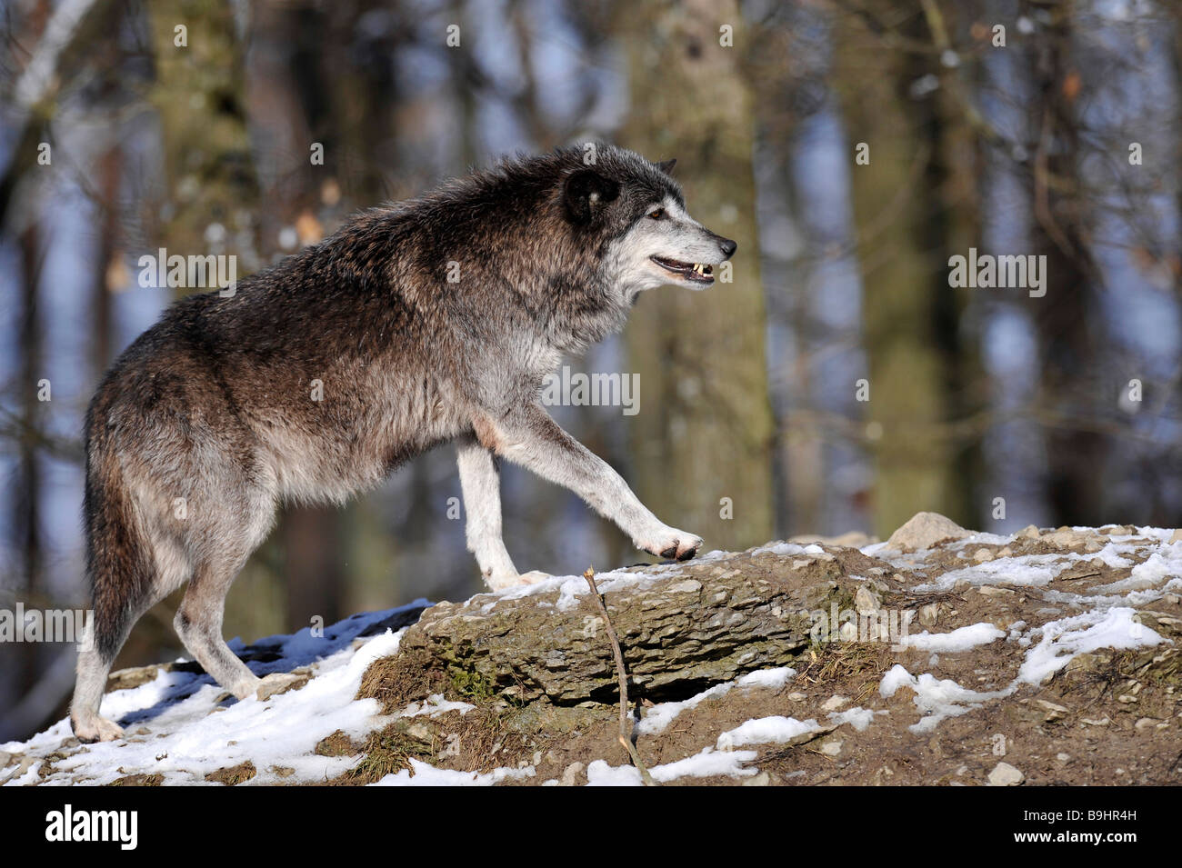 Mackenzie Tal Wolf oder kanadischen Timber Wolf (Canis Lupus Occidentalis) im Schnee Stockfoto