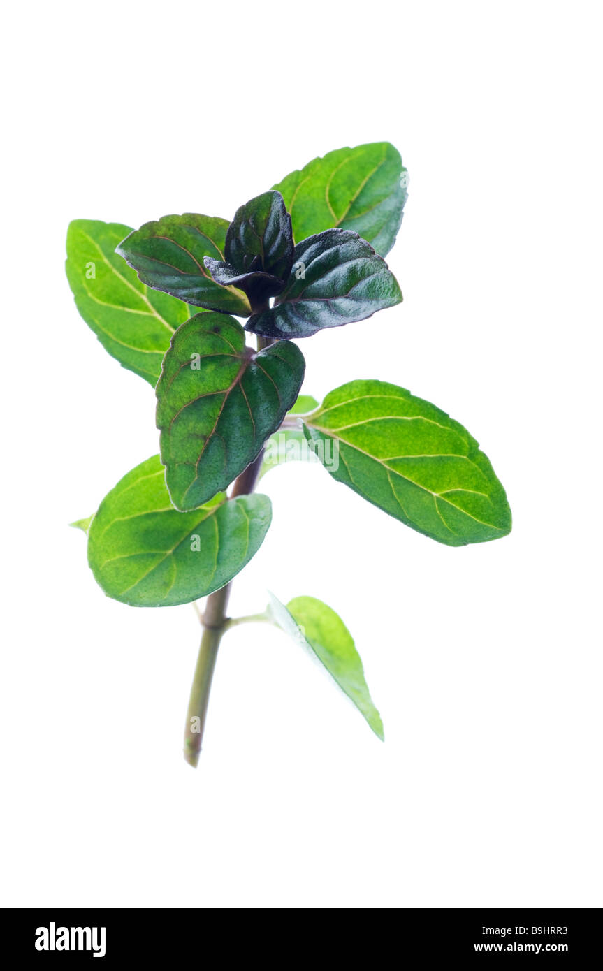 Pfefferminze (Mentha × Piperita) Stiel Stockfoto
