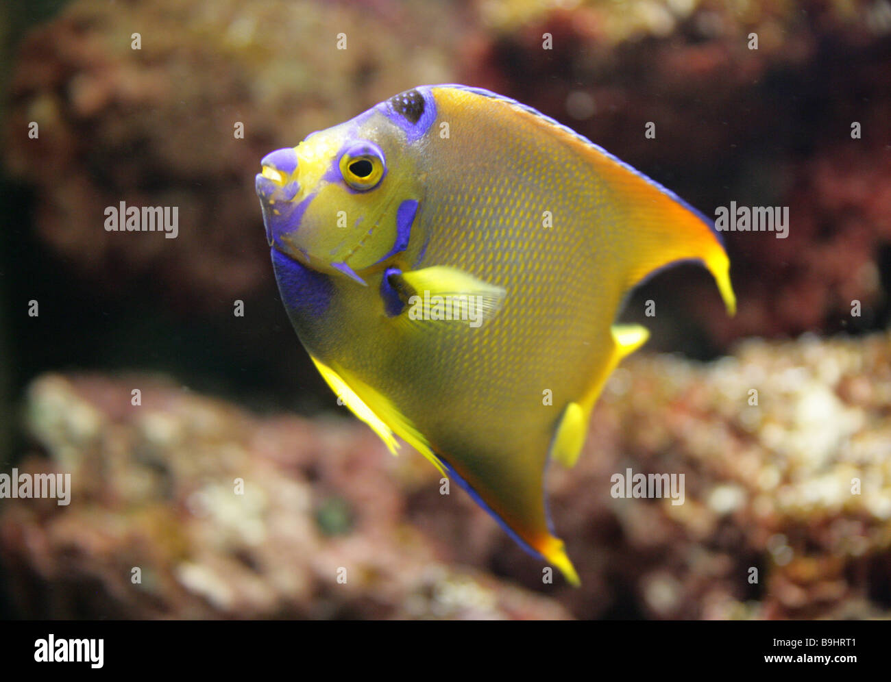 Königin-Kaiserfisch, Holacanthus Ciliaris, Pomacanthidae, Barsch, Karibische Meer. Tropisches Riff-Fische Stockfoto
