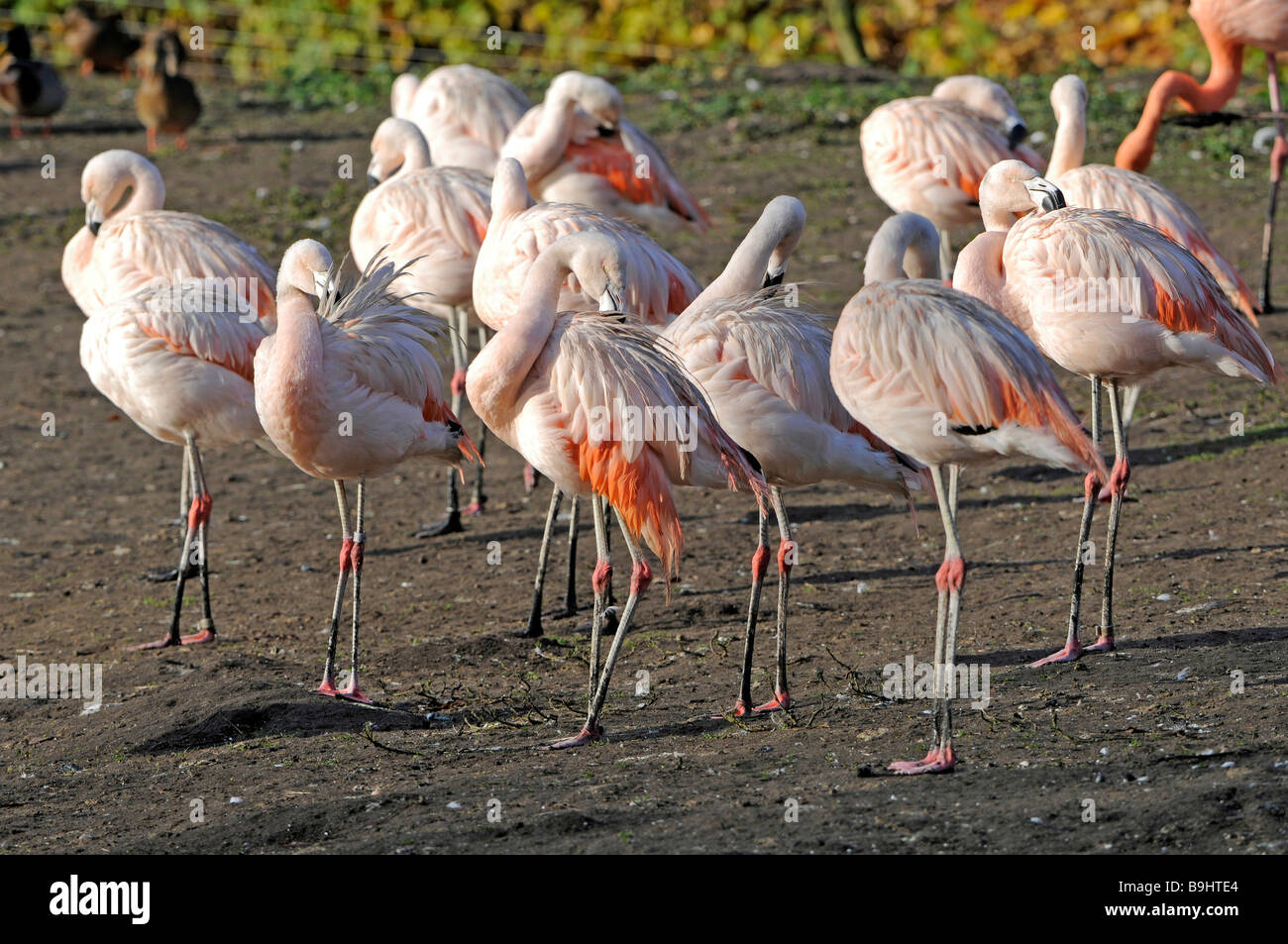 Gruppe von chilenischen Flamingos (Phoenicopterus Chilensis), ruhen Stockfoto