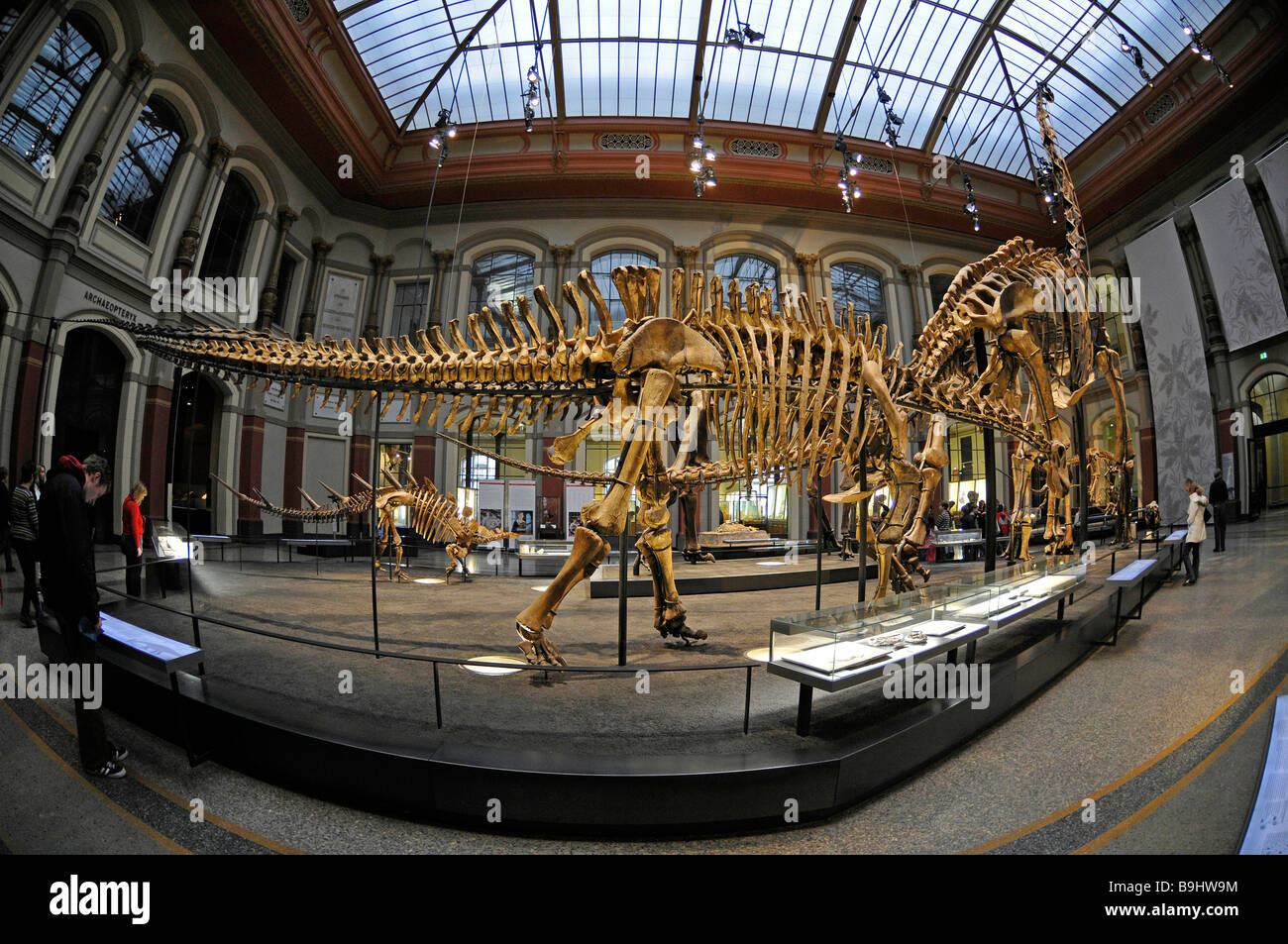 Ansicht von Dicraeosaurus Hansemanni Skelett an Front, Museum Fuer Naturkunde, Naturkundemuseum, Saurierhalle, Sauriersaal Stockfoto