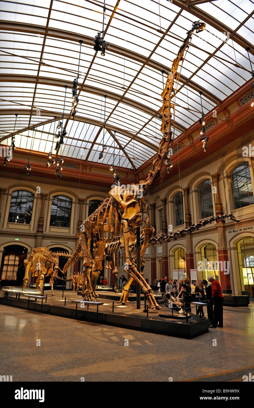 Blick auf die Saurierhalle, Sauriersaal, mit Skelett eines Brachiosaurus Brancai, der größten Dinosaurier-Skelett auf dem Display in Stockfoto