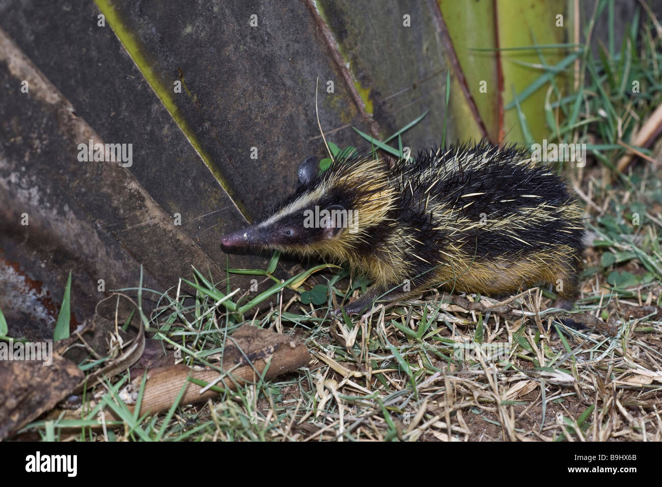 Tiefland Gestreift Tenreks Madagaskar Stockfotografie Alamy