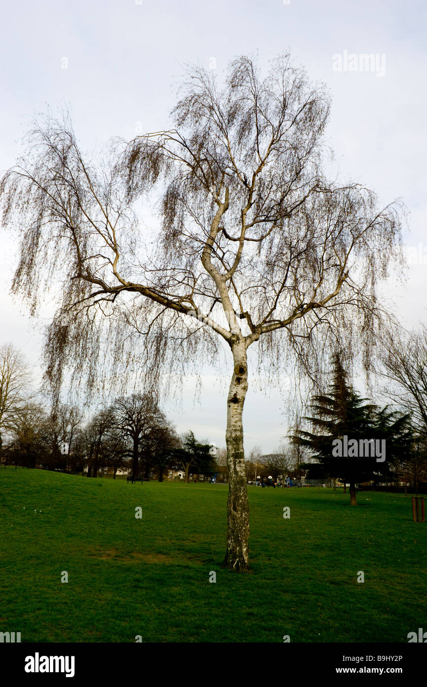 Einsamer Silber Birke in Bruce Castle Park Nord-London. Stockfoto