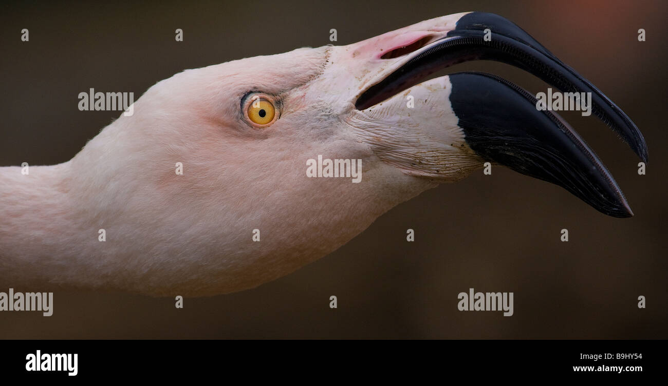 Flamingo Kopf in der San Francisco Zoo, Kalifornien, USA Stockfoto