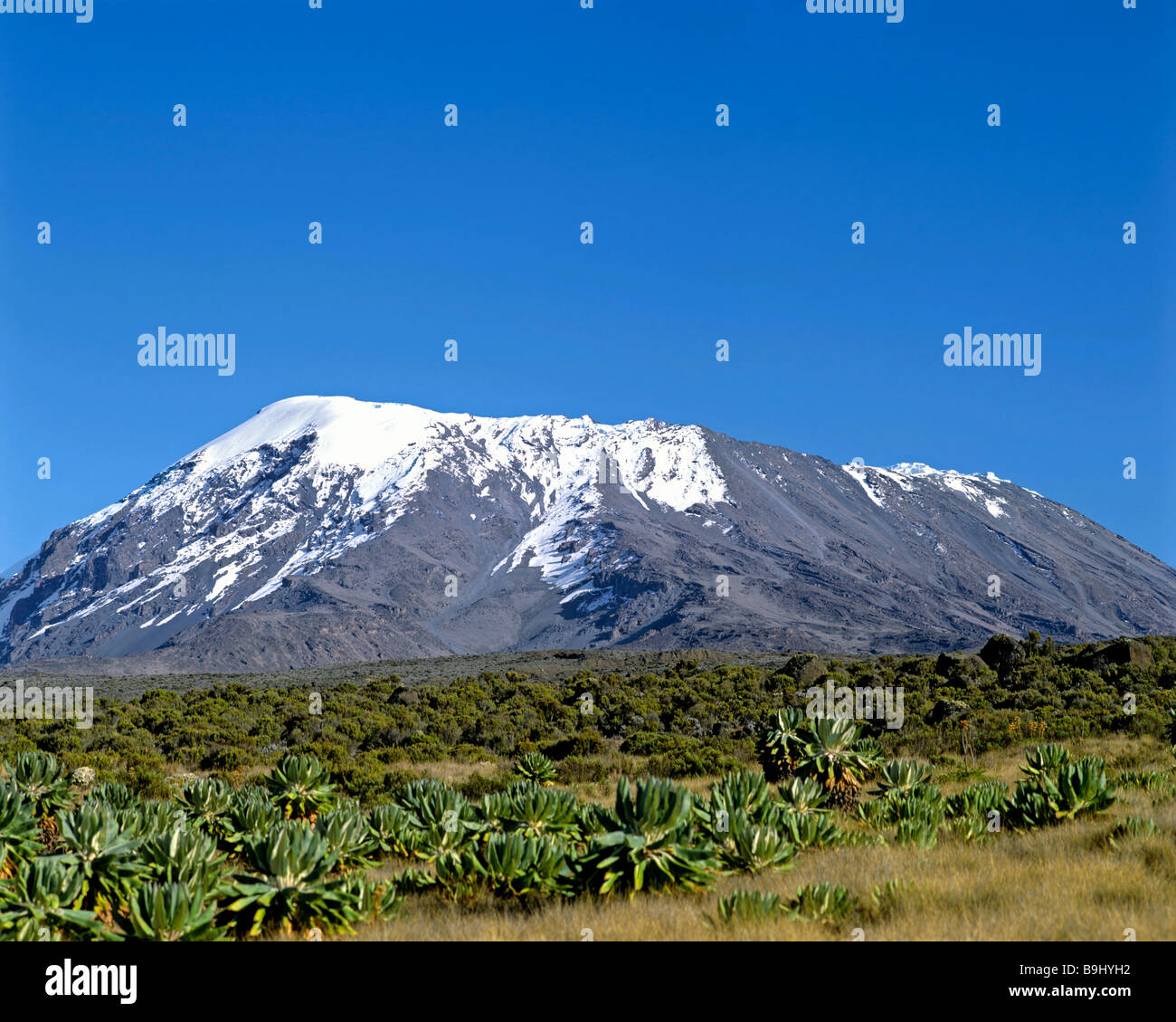 Mount Kilimanjaro, Kilimandscharo-Nationalpark, zum UNESCO-Weltkulturerbe, Stratovulkan, Tansania, Ostafrika Stockfoto