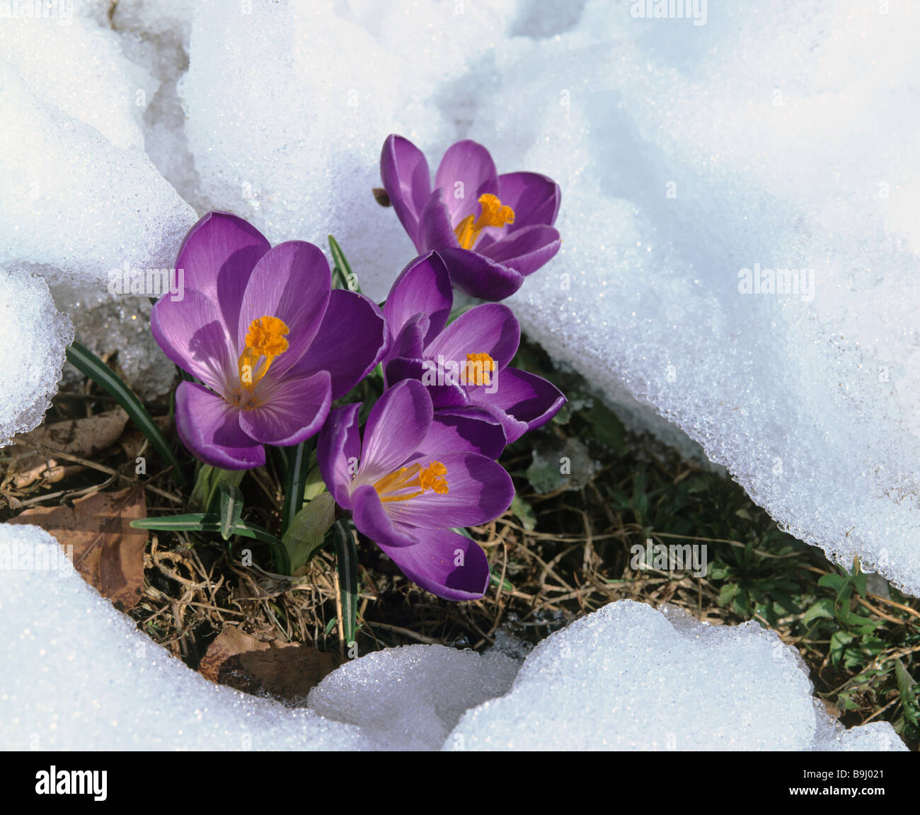 Blühende Krokusse (Crocus), Frühling, Schnee schmelzen Stockfoto