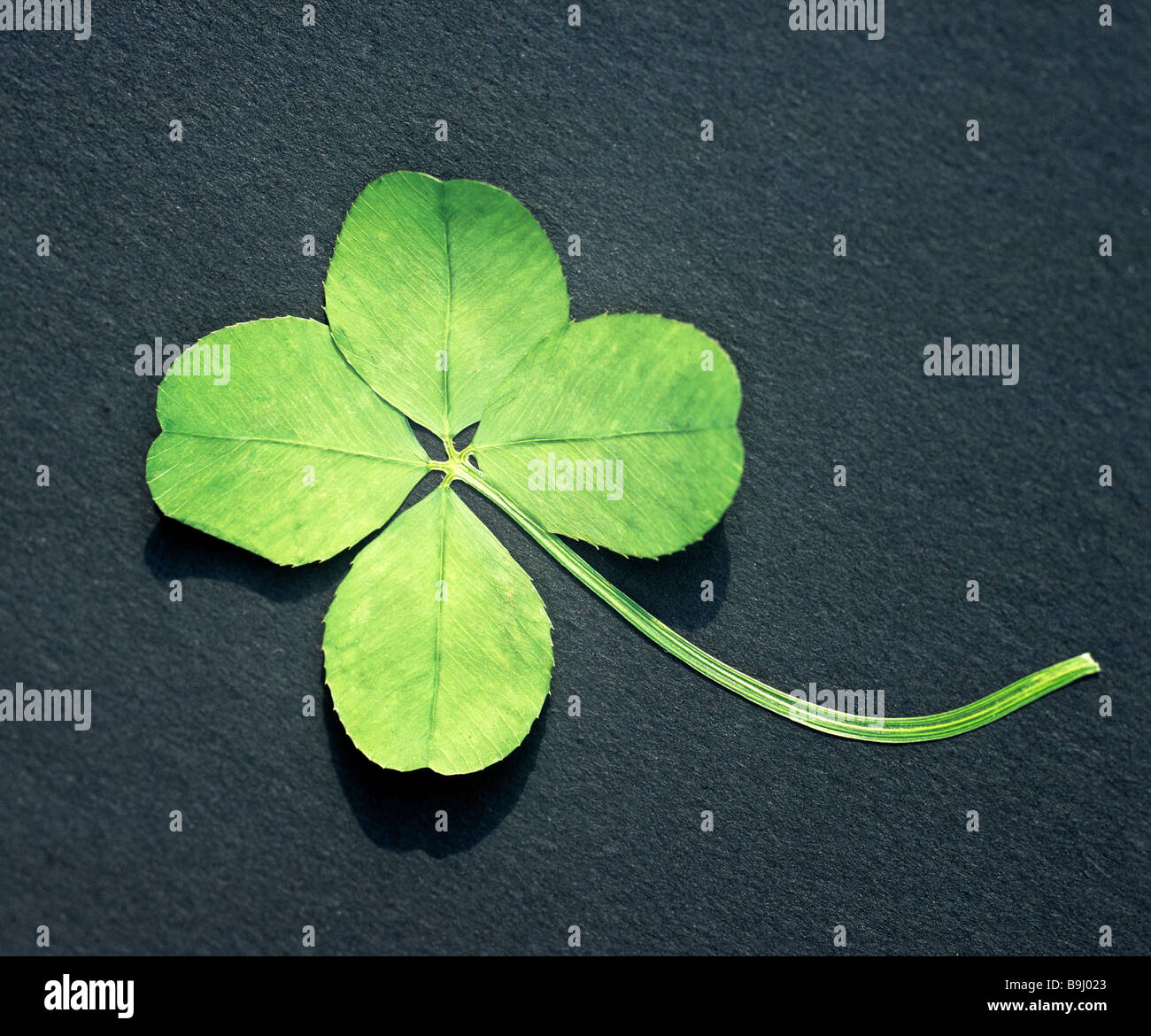 Vier-leaved Rotklee (Trifolium Pratense) Stockfoto