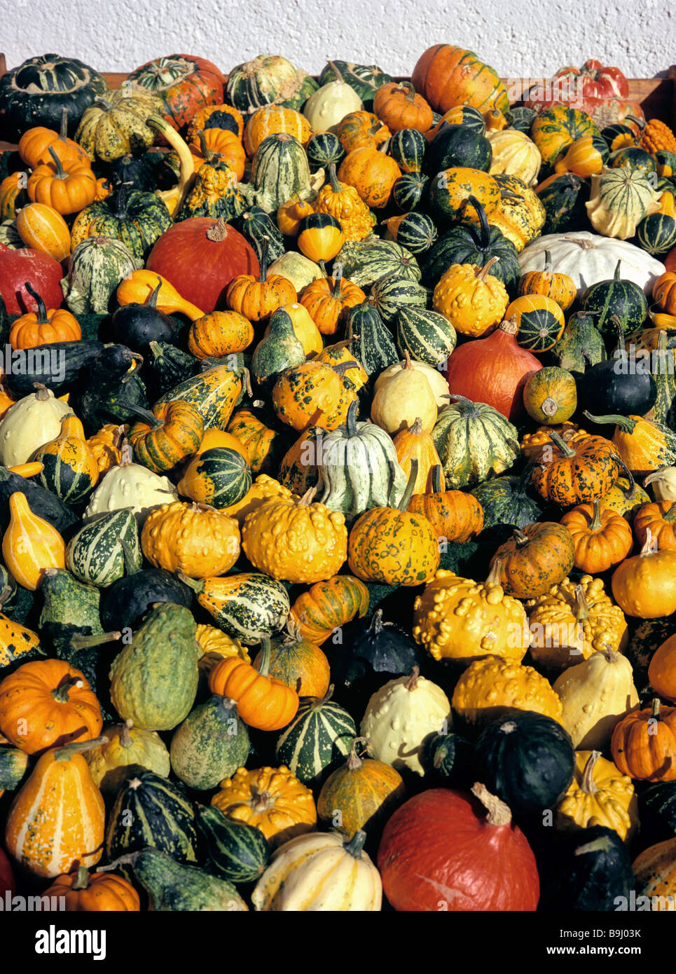 Cucurbitas (Cucurbita), verschiedene Zucchini und Kürbisse, Kürbisse, Markt, Herbst Stockfoto