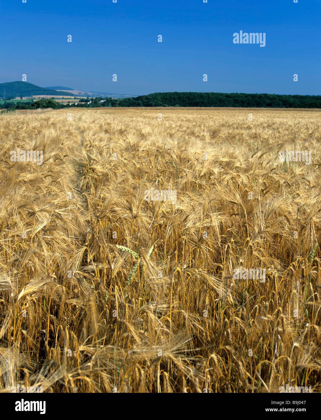 Bereich der Gerste (Hordeum Vulgare), Ernte-Feld Stockfoto