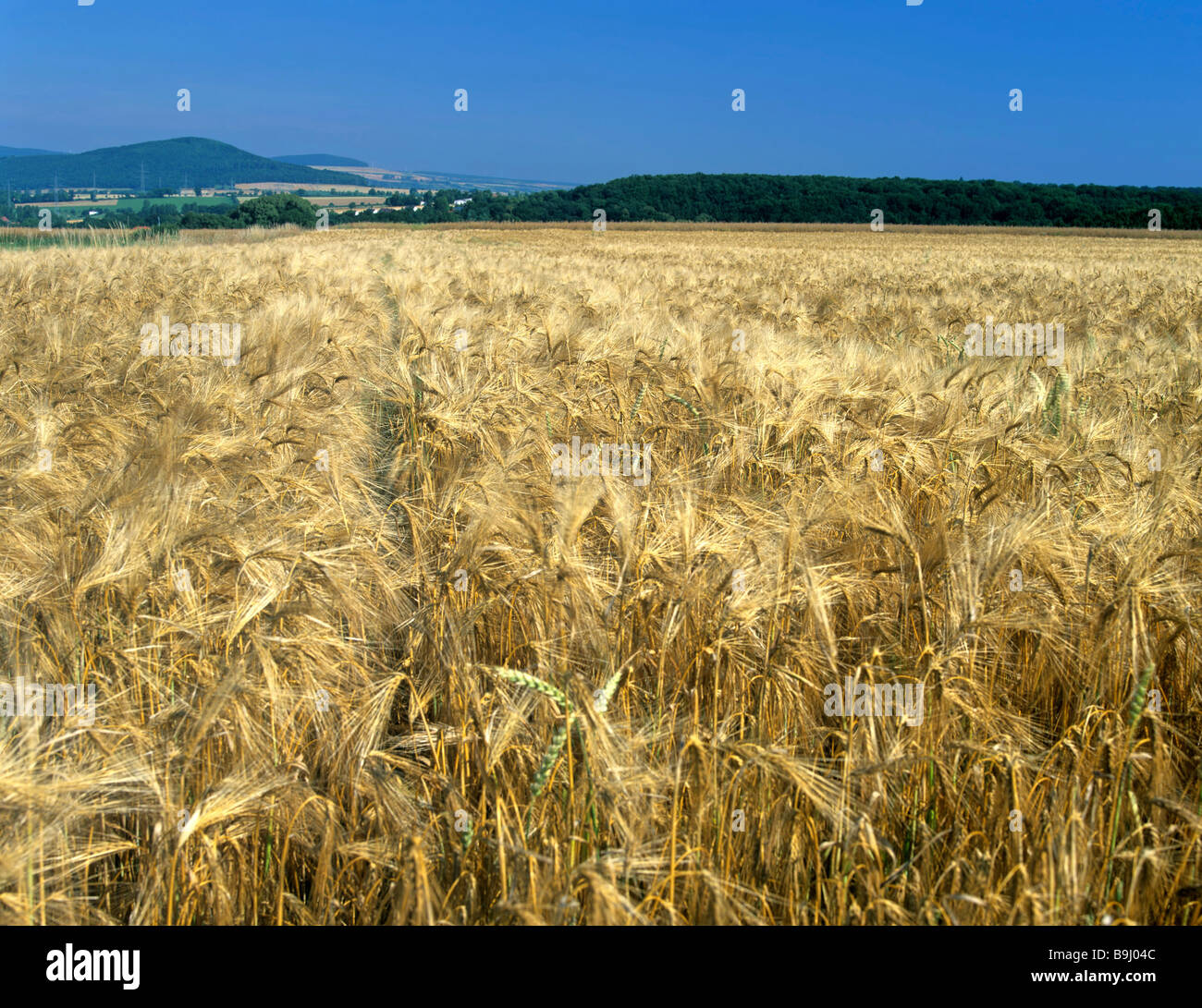 Bereich der Gerste (Hordeum Vulgare), Ernte-Feld Stockfoto