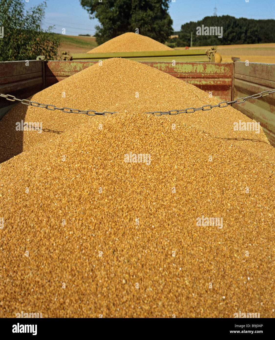 Weizen (Triticum Aestivum L.), Ernte, Ernte, Transport, Anhänger Stockfoto
