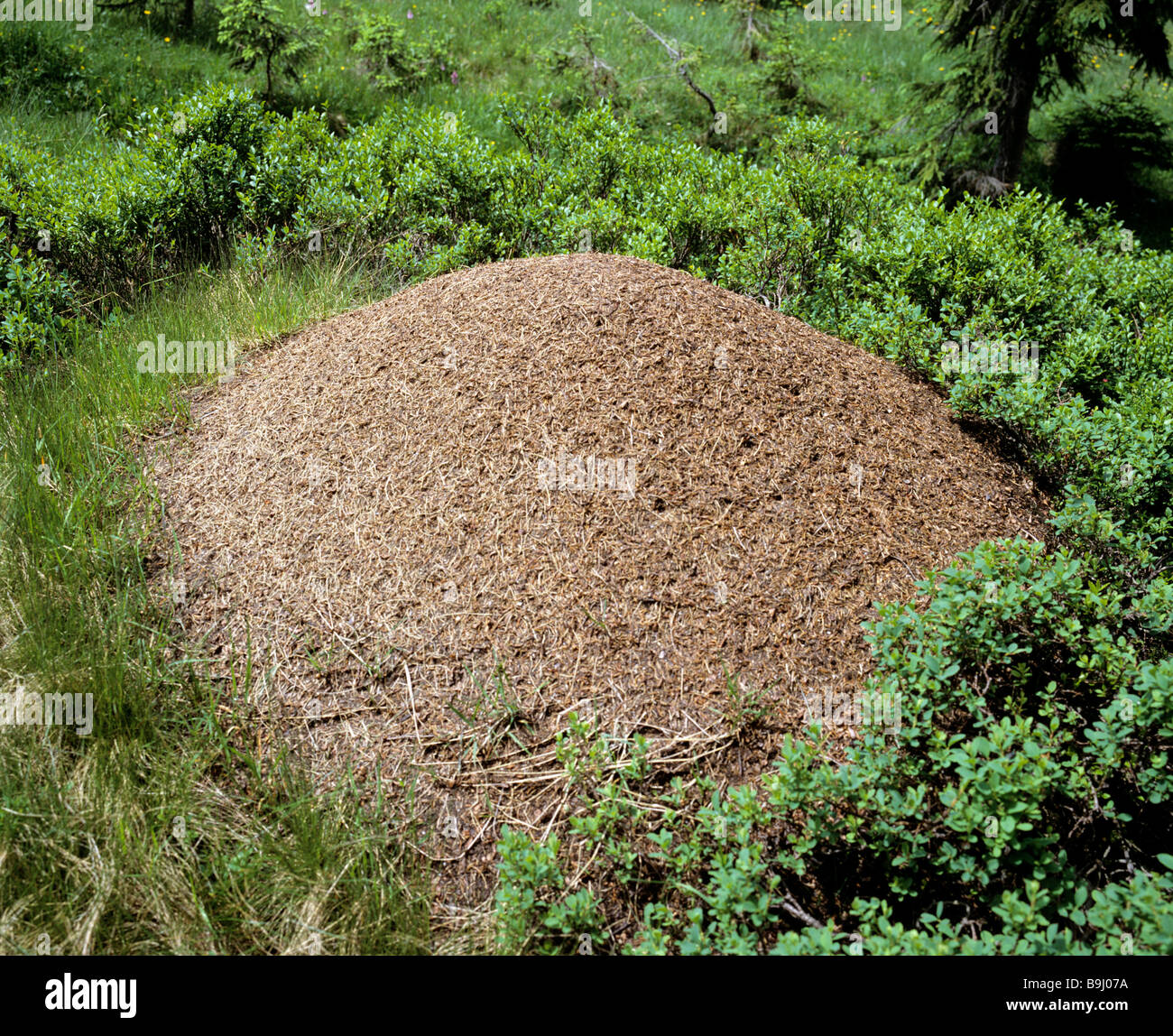 Ameisenhaufen, Pferd Ameisen (Formica Rufa) Stockfoto