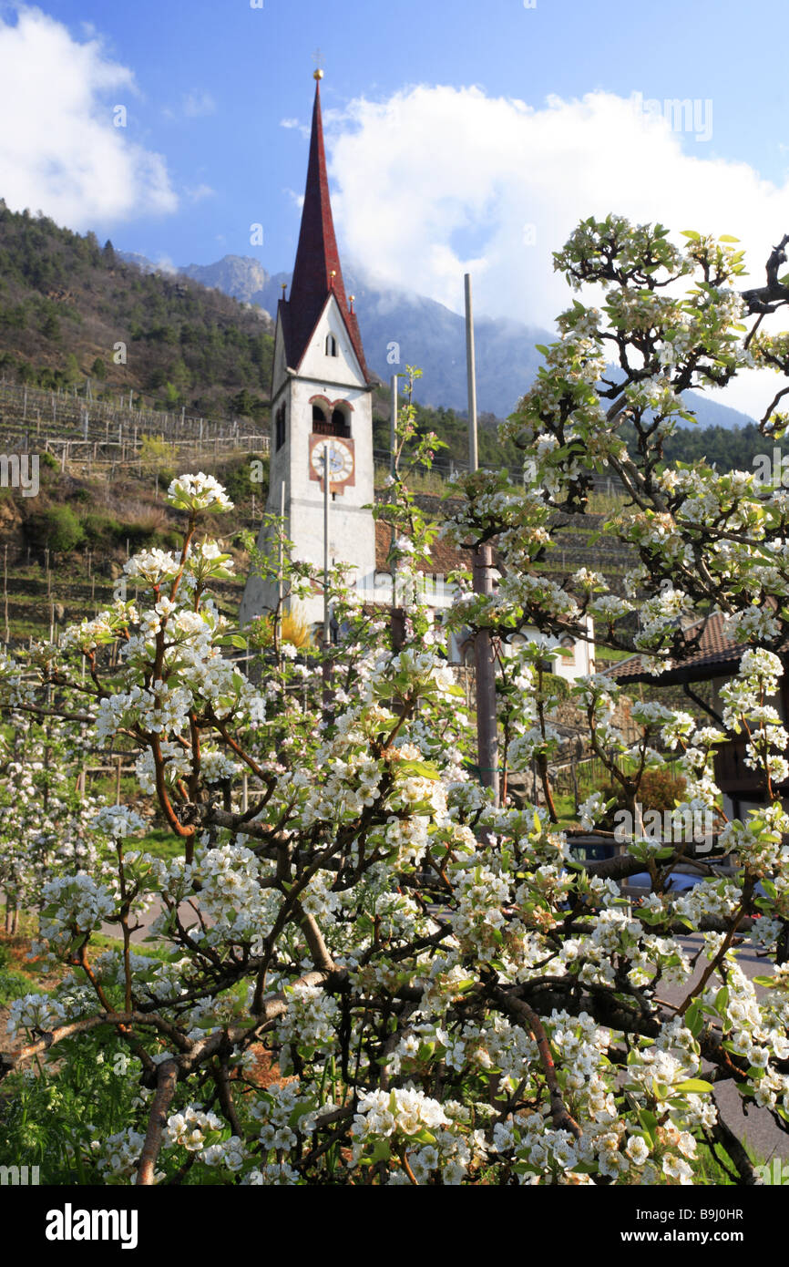 Pappagona Pflaumenbaum – Alte Obstsorte, Im 26-cm-Rasentopf, Bis 180 Cm Hoch, 4 Jahre Anbau Aus Italien