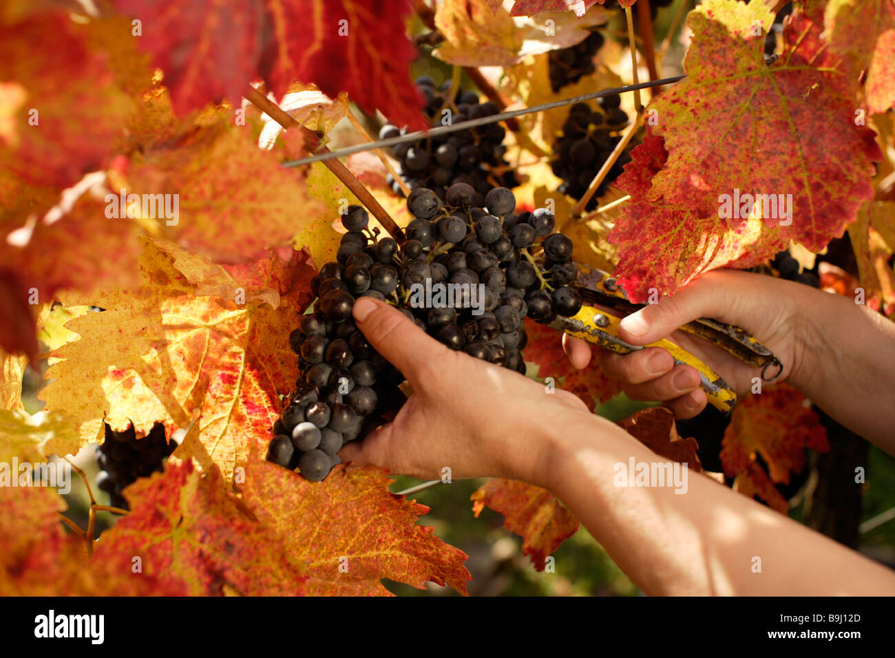 Hände, die Ernte der Trauben, Cejkovice, Tschechische Republik, Europa Stockfoto