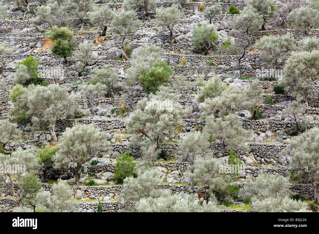 Spanien Balearen Insel Mallorca Berghang Terrasse-Feldern Olivenbäume mediterrane Terrassen Felder Hain Bäume nützlich Stockfoto