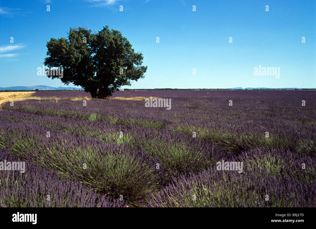 Lavendel Feld & einzelner einsamer Baum, Plateau von Valensole, Regionalpark Verdon, Provence, Frankreich Stockfoto