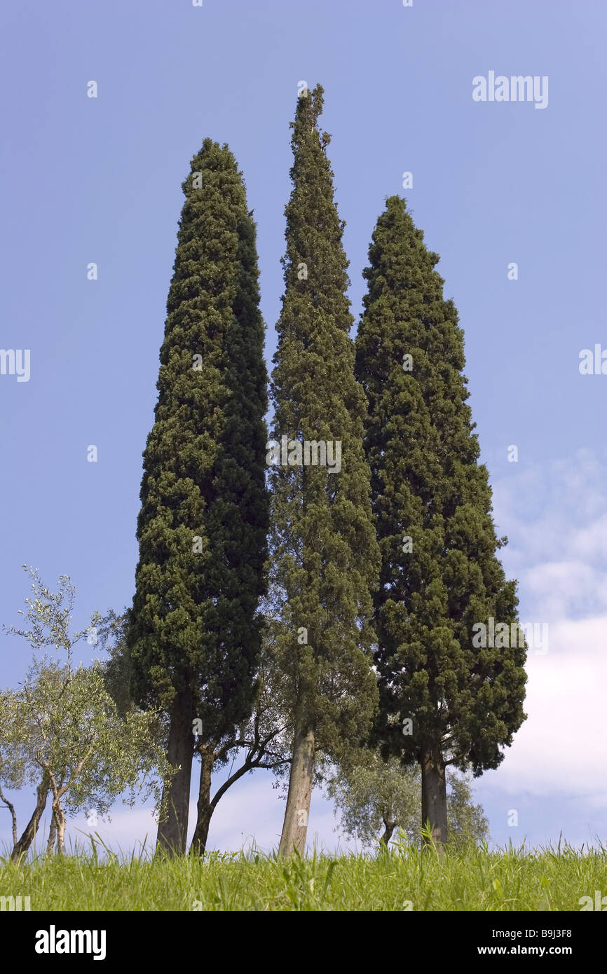 Wiese Zypressen drei Natur Vegetation Botanik Pflanzen Cupressus Bäume Einheit Gruppe Harmonie hoch mediterran in der Regel Stockfoto