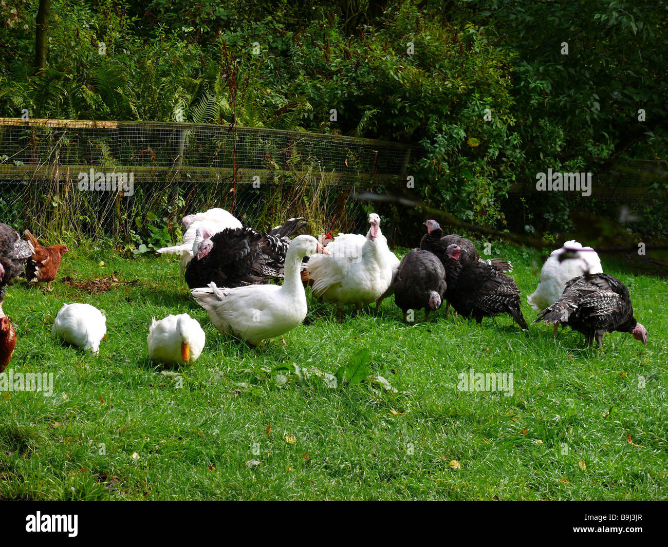 Garten wilde Truthähne Enten Hühner Gänse Wiese Tiere Haustiere