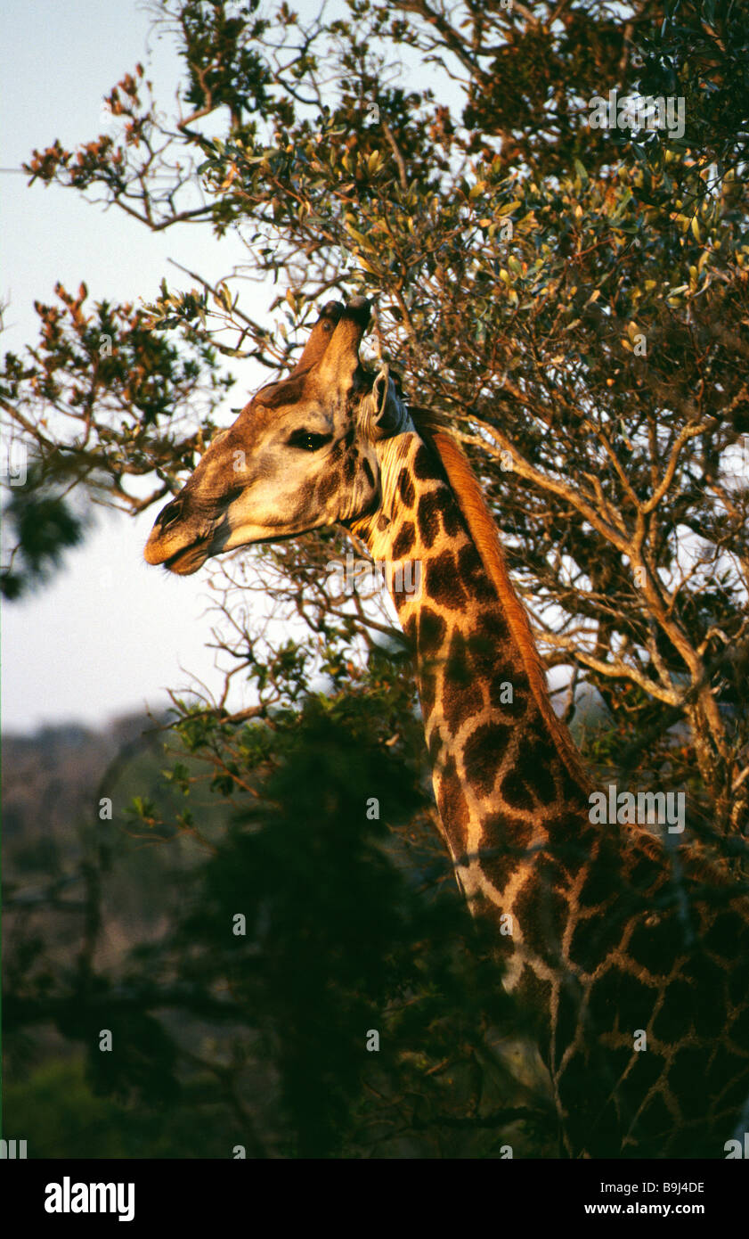 Giraffe in Paul Kruger N.P Stockfoto