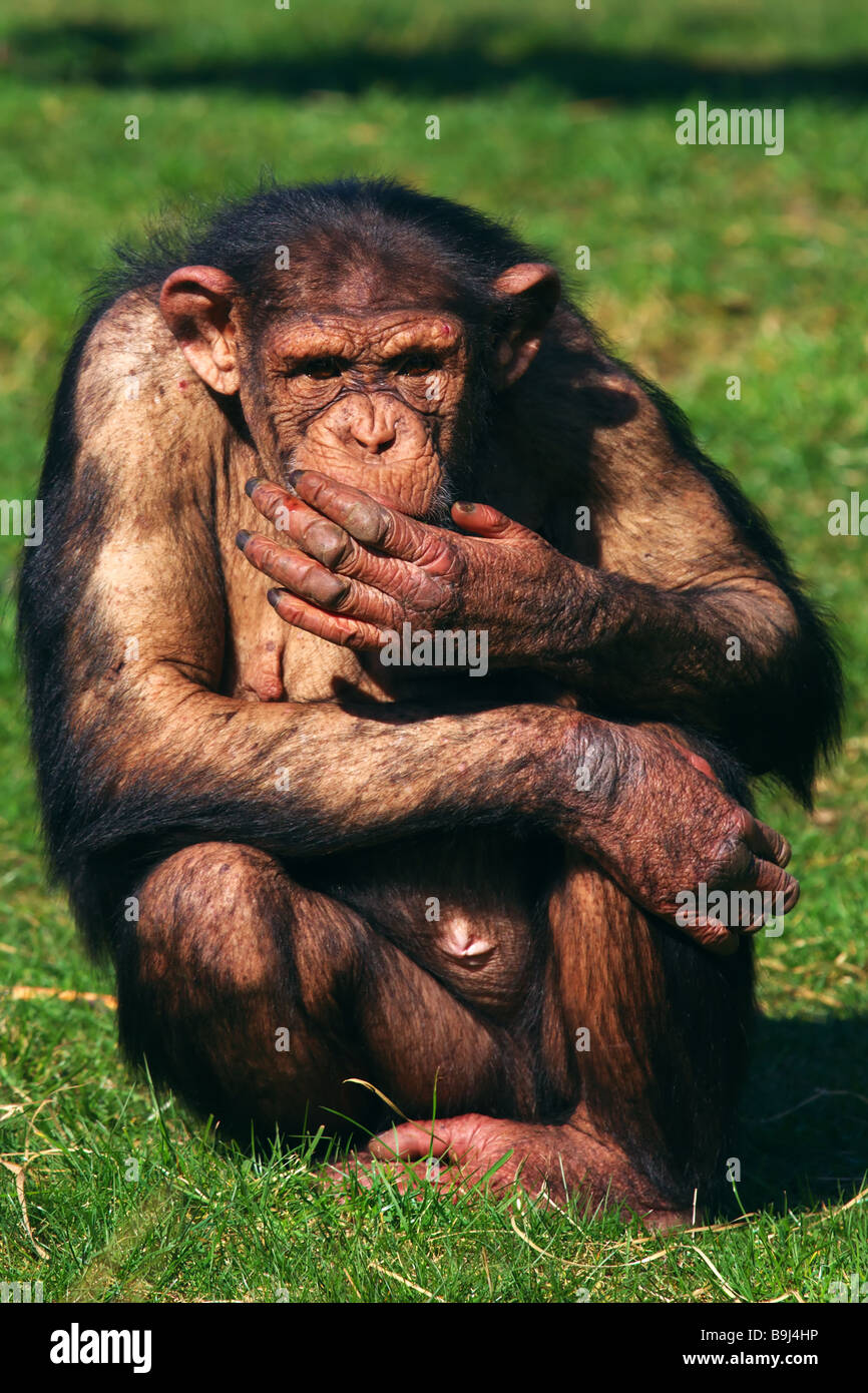 Überrascht aussehende Schimpansen hält seine Hand in Richtung seiner Mündung Stockfoto