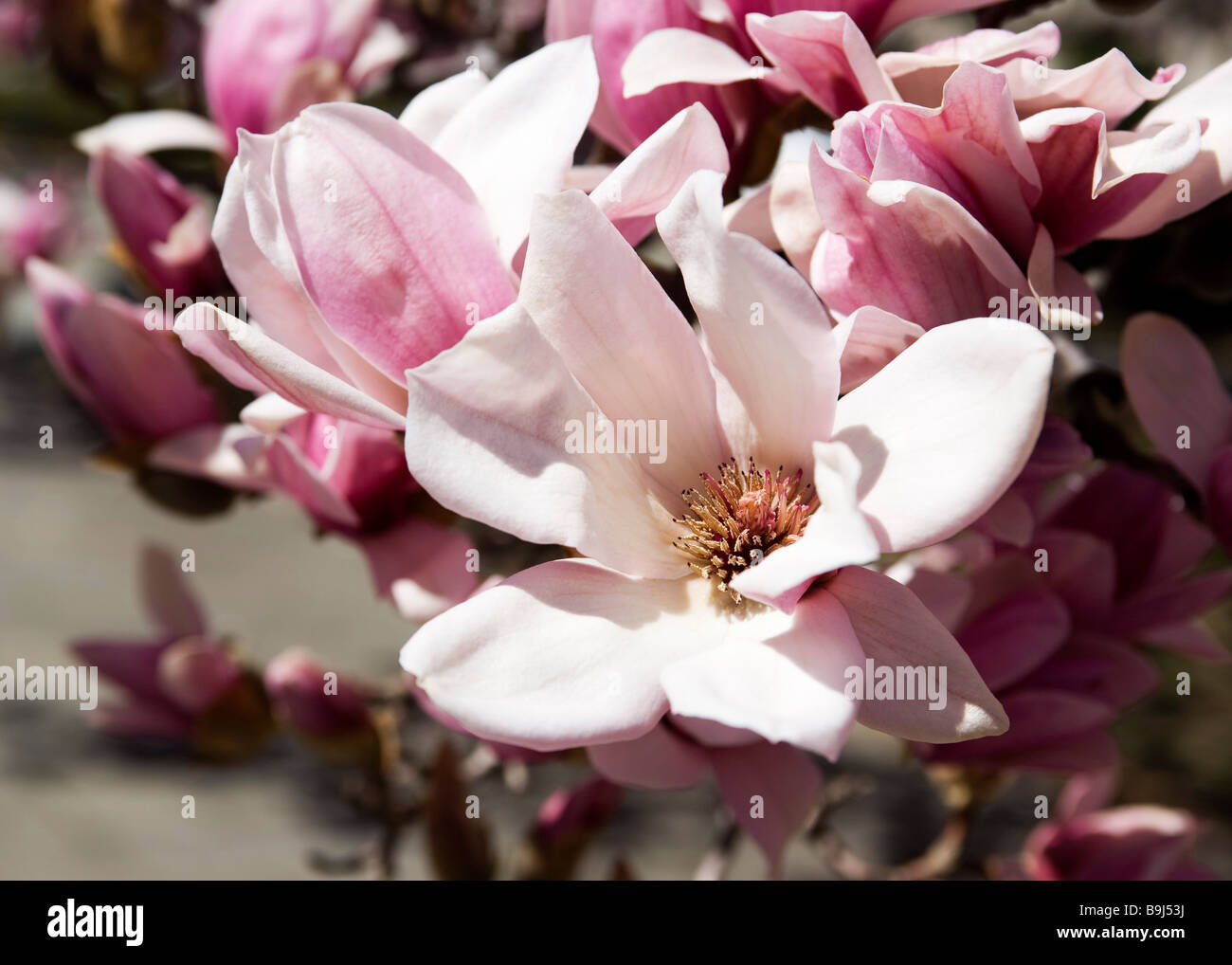 Untertasse Magnolia Blüte (Magnolia X Soulangeana) Magnoliaceae - USA Stockfoto