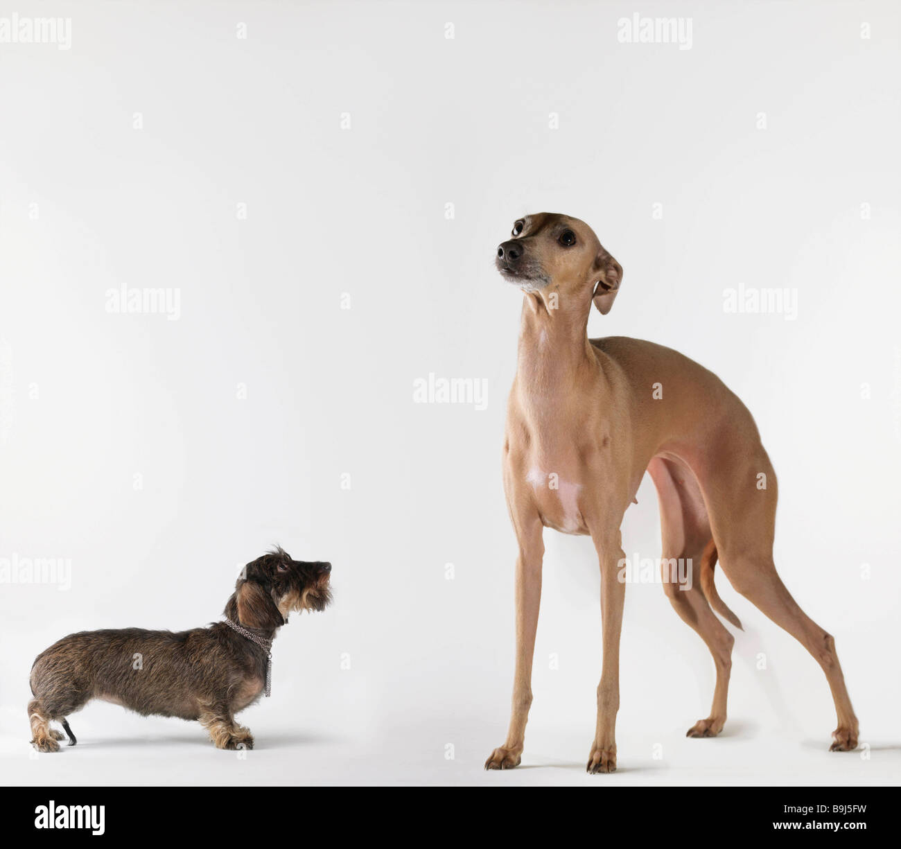 Kleiner Hund, großer Hund blickte Stockfotografie Alamy