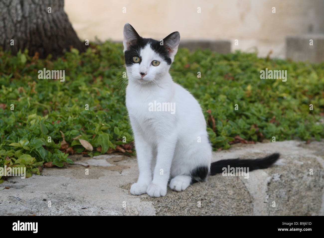 Katze schwarz-weiß sitzende außerhalb Tier Haustier Hauskatze zweifarbig weiß schwarz Säugetier Free-liver junge Wand Steinen sitzend Stockfoto