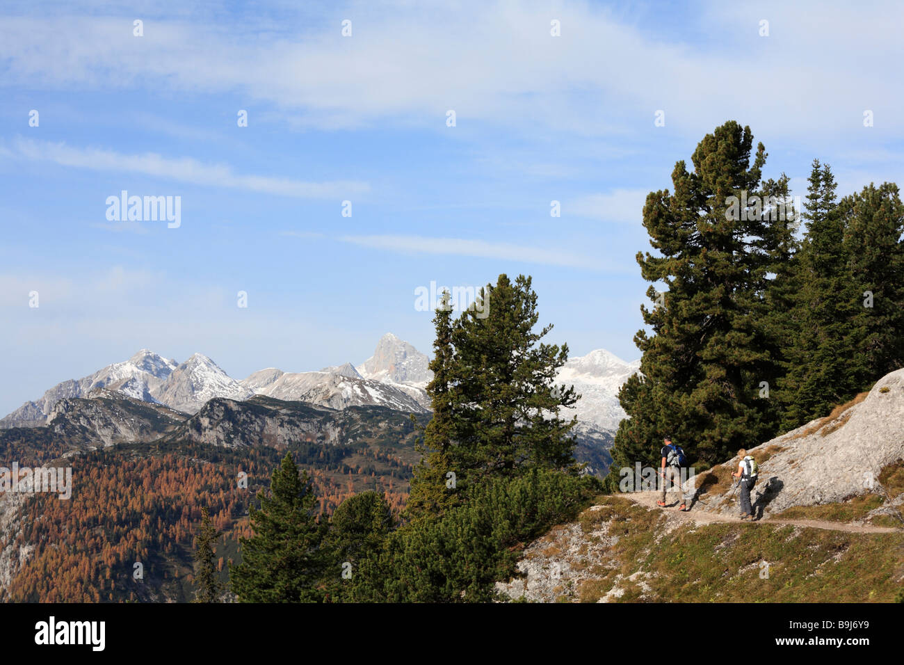 Wandern Wanderweg und Schweizer Kiefern auf Mt Stoderzinken in der Nähe von Groebming, im hinteren Bereich von Dachstein, Steiermark, Austria, Europe Stockfoto
