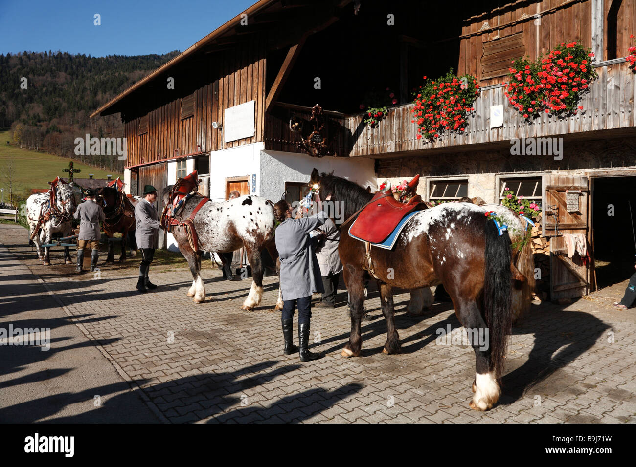 Pferde werden dekoriert, bis Vorbereitungen für Leonhardifahrt, zum Festtag des Heiligen Leonhard von Noblac, Kreuth, Tegernseer Tal, Stockfoto