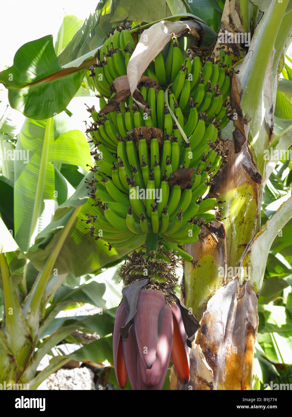 Semi-reife Banane Strauch, La Gomera, Kanarische Inseln, Spanien, Europa Stockfoto
