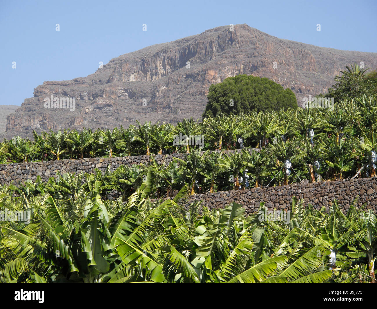 Bananen-Plantage in der Nähe von La Dama, La Gomera, Kanarische Inseln, Spanien, Europa Stockfoto