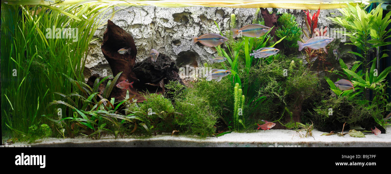 Tropische Süßwasser-aquarium Stockfoto