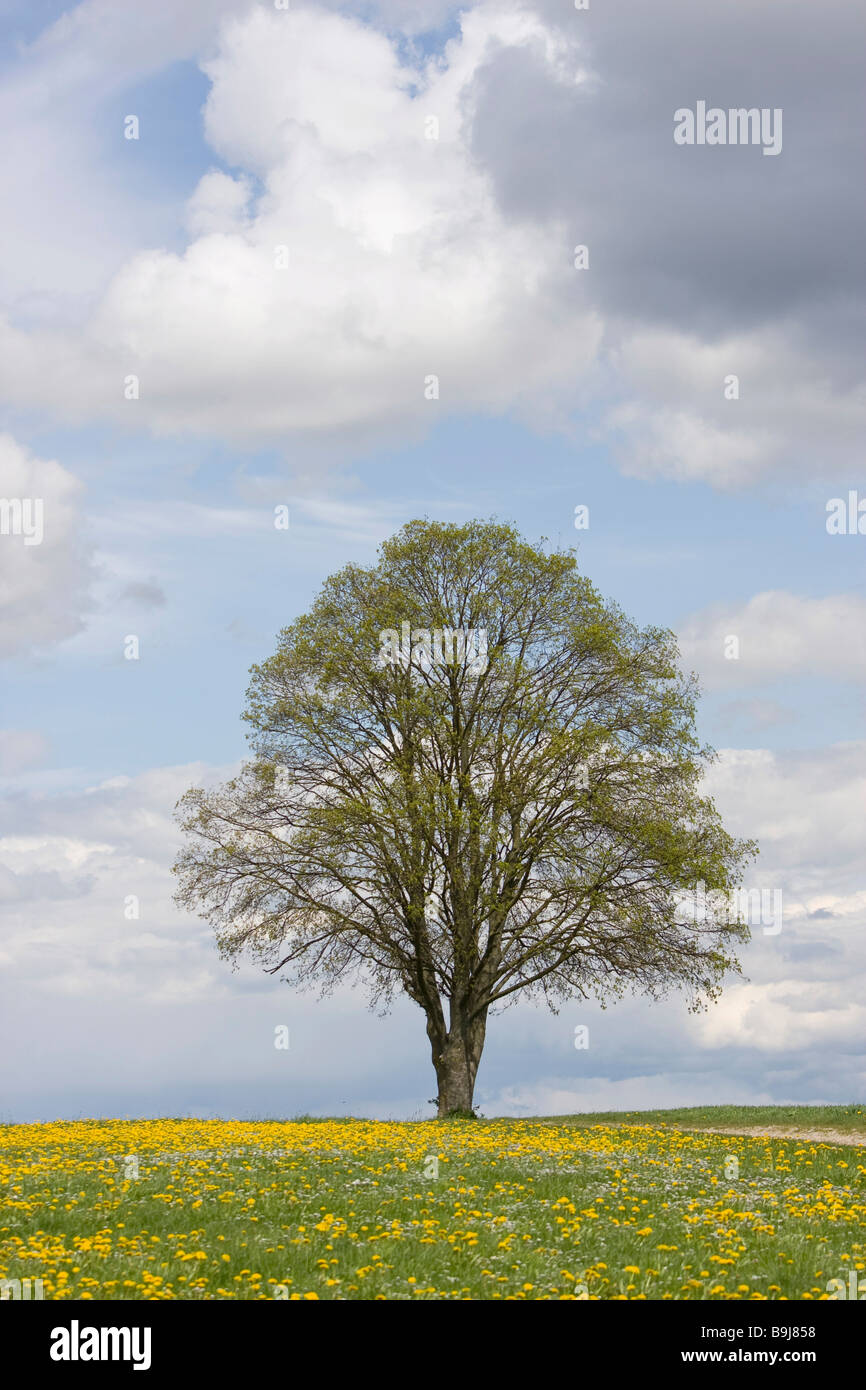 Baum steht in einem Feld von Löwenzahn unter blauem Himmel mit Wolken im Frühjahr Stockfoto